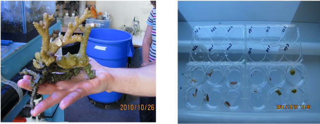 cell culture